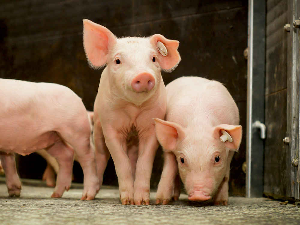 SCHAUMA STABIL - stabile Darmgesundheit für mehr Leistung in der Schweineproduktion
