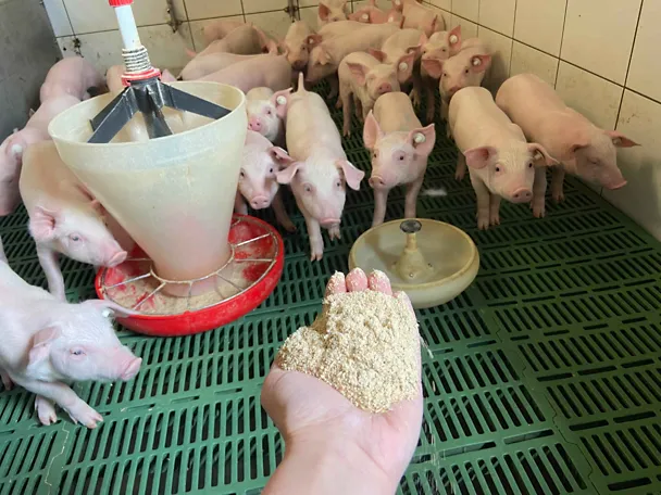 Hand reicht Ferkeln Futter Hand reicht Ferkeln Futter