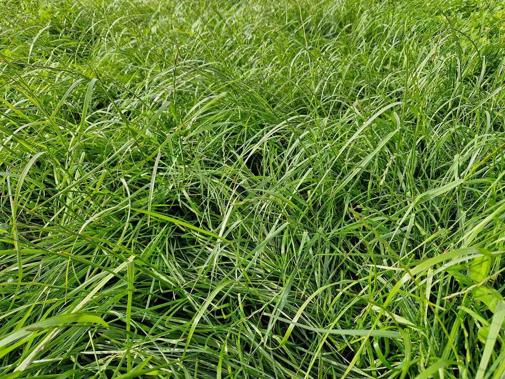 Grünlandbestand mit GREENSTAR Grünlandbestand mit GREENSTAR