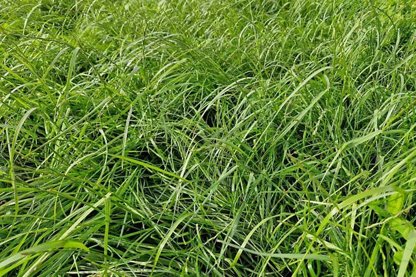 Grünland mit GREENSTAR Nachsaat-Mischung