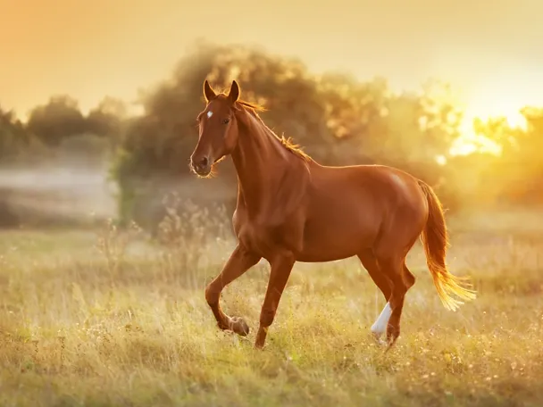 Pferd läuft auf der Weide