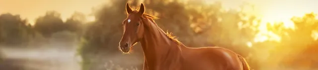 Pferd läuft auf der Weide