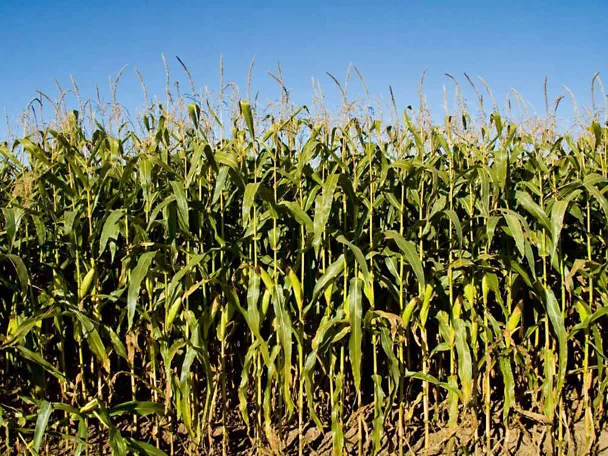 Trockengestresster Mais