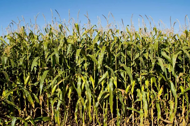 Trockengeschädigter Mais
