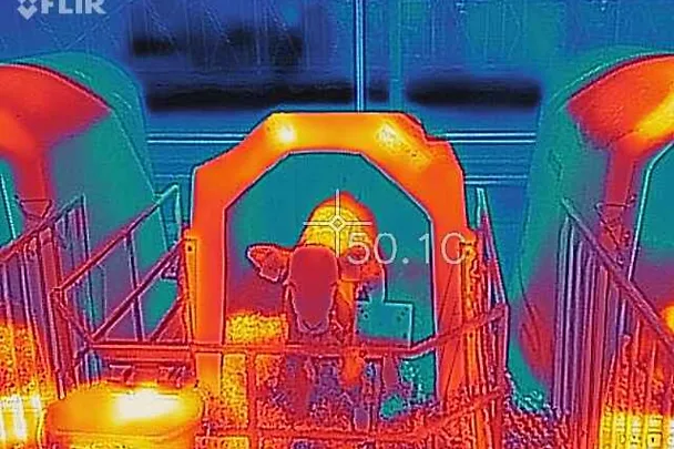 Hitzestress Kalb im Iglu