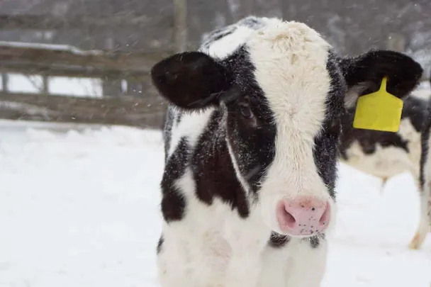 Kalb im Schnee Kalb im Schnee