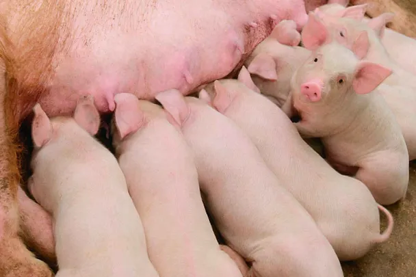 Ferkel bei einer Sau Ferkel bei einer Sau