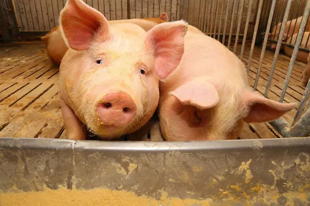 Mastschweine