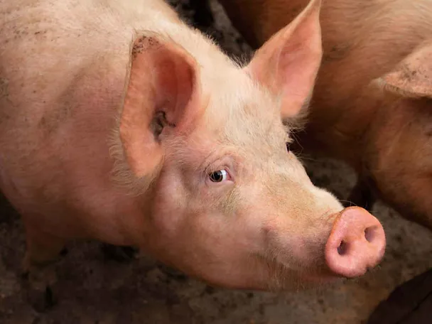 Schwein Schwein