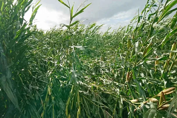 Lagerschaden im Maisbestand Lagerschaden im Maisbestand