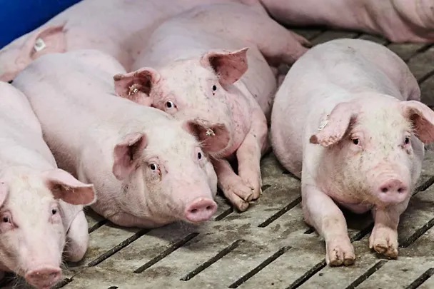 Schweine