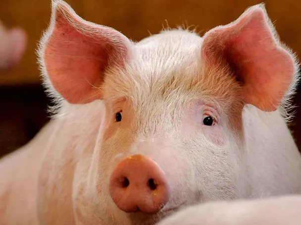 Schwein Schwein