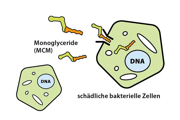 Monoglyceride