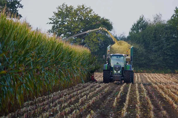 Maissilage ernten