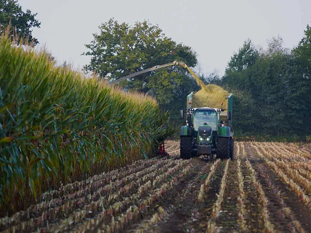 Maissilage ernten Maissilage ernten
