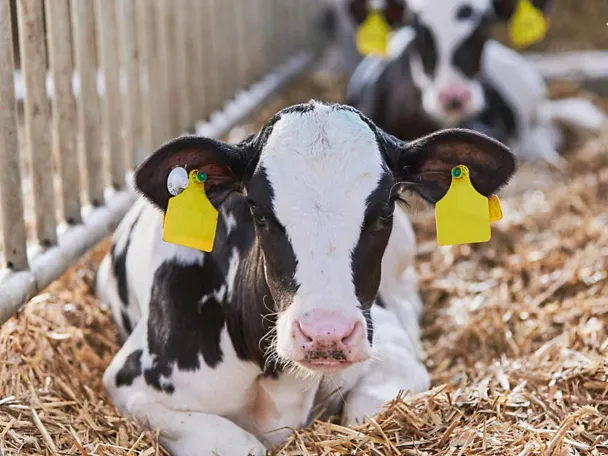 Holstein Kalb im Stroh Holstein Kalb im Stroh
