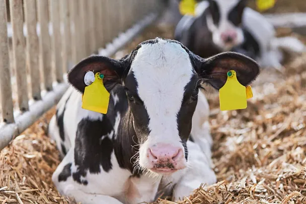 Holstein Kalb im Stroh Holstein Kalb im Stroh