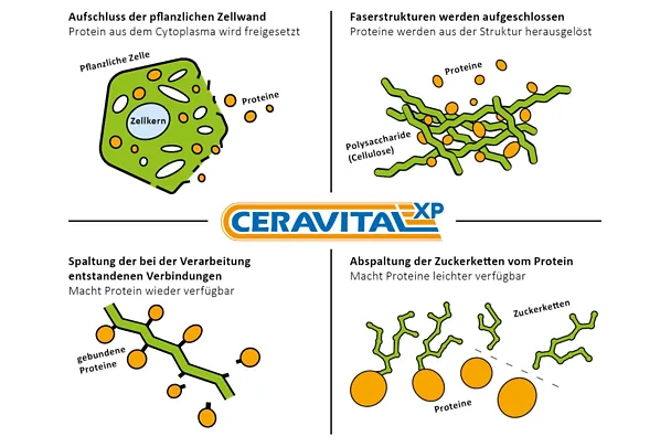 Wirkung von CERAVITAL XP
