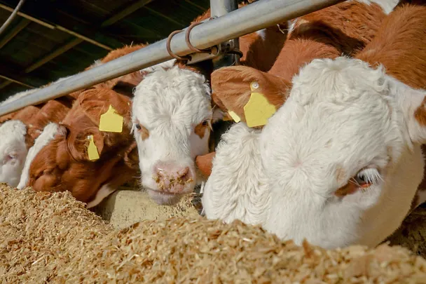 Mastbullen am Futtertisch