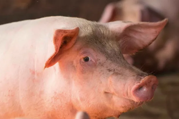 Schwein Schwein
