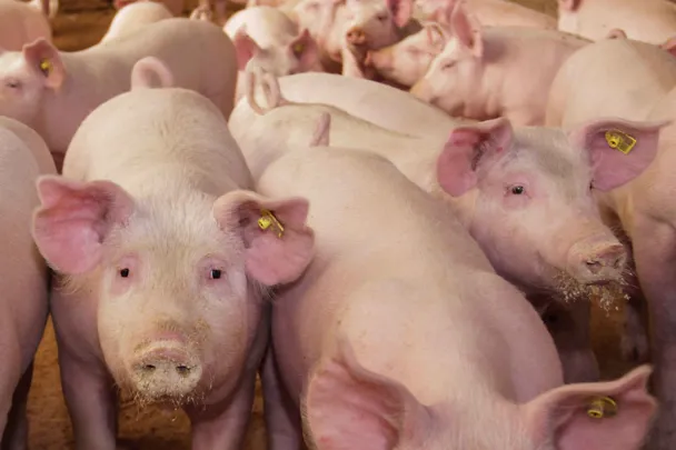 Mastschweine Mastschweine