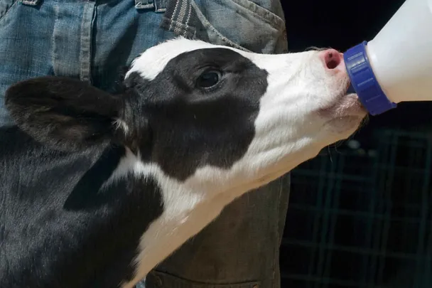 Kalb bei Kolostrumgabe Kalb bei Kolostrumgabe