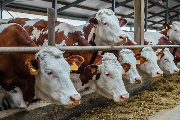 Fleckvieh am Futtertisch