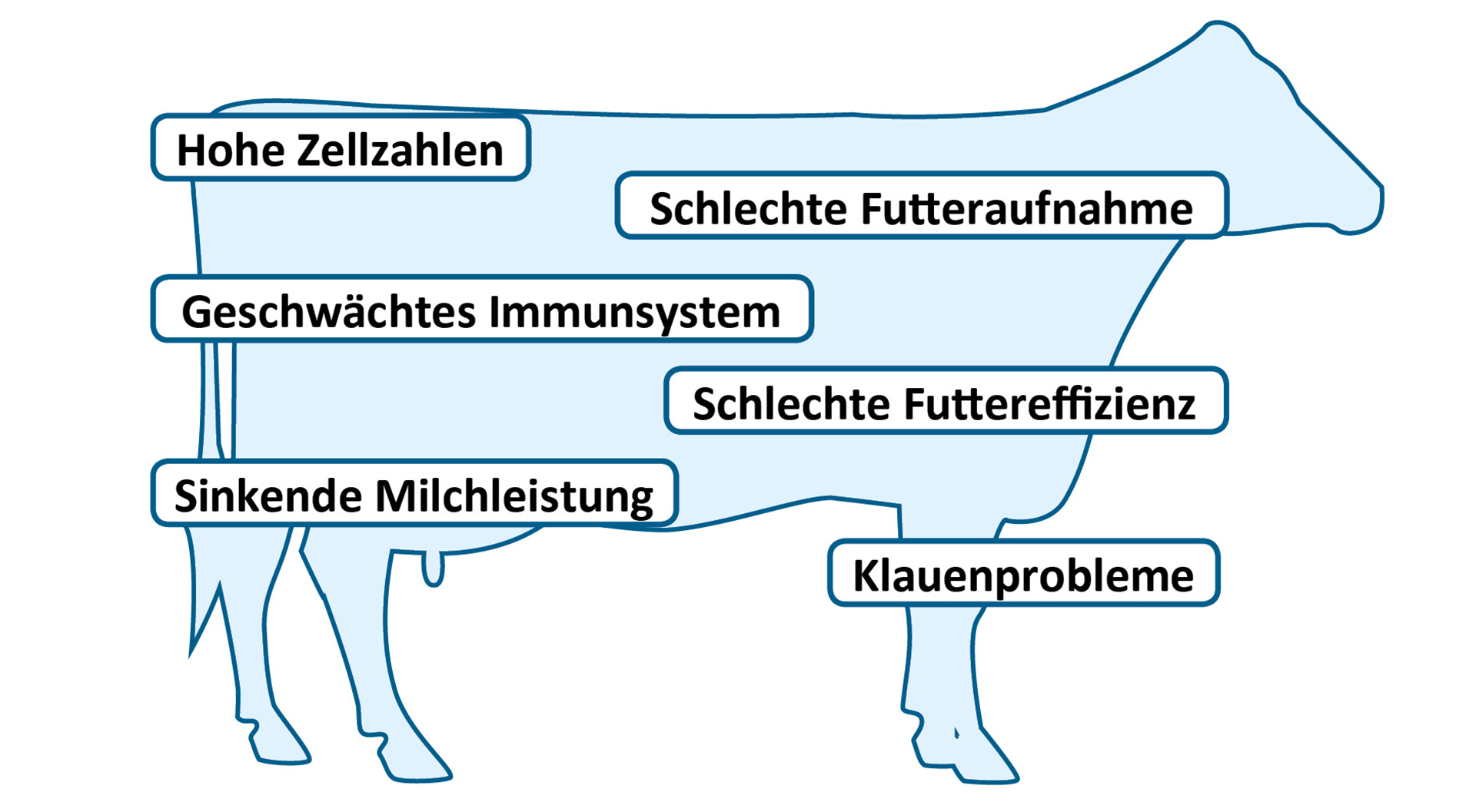 Auswirkungen von Toxinen, Hefen und Schimmel