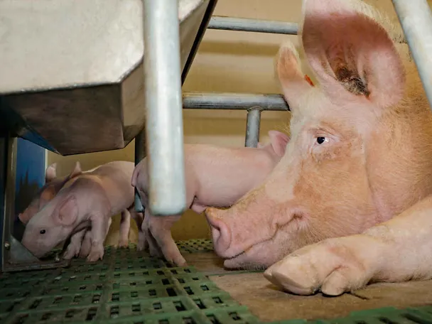 Saugferkel Saugferkel