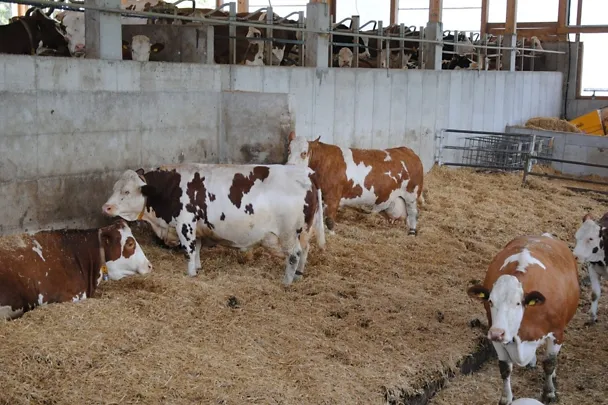 Voglhuber - Trockenstehende Kühe