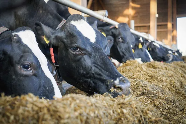 Kühe am Trog Kühe am Trog