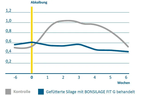 Siliermittel BONSILAGE FIT G  senkt die Ketosegefahr nach dem Kalben
