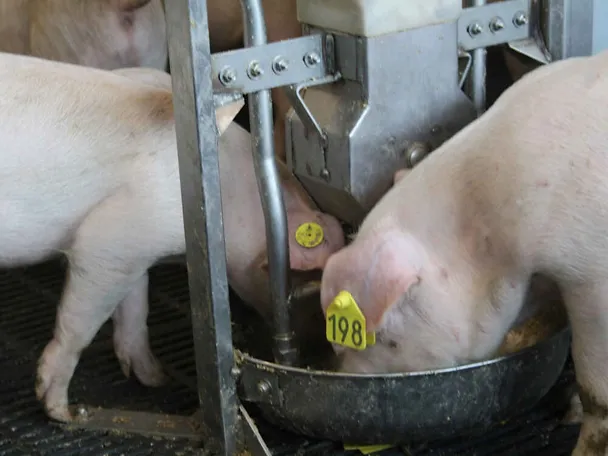 Mastschweine am Trog Mastschweine am Trog