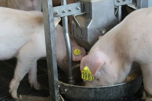 Mastschweine am Trog