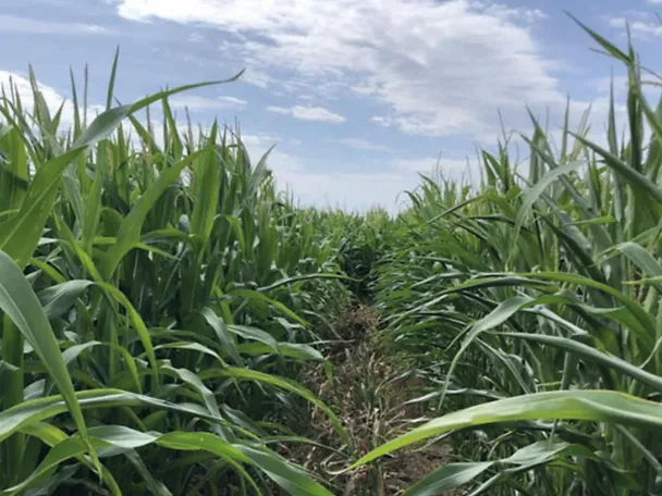 Maisfeld mit und ohne boncrop Maisfeld mit und ohne boncrop