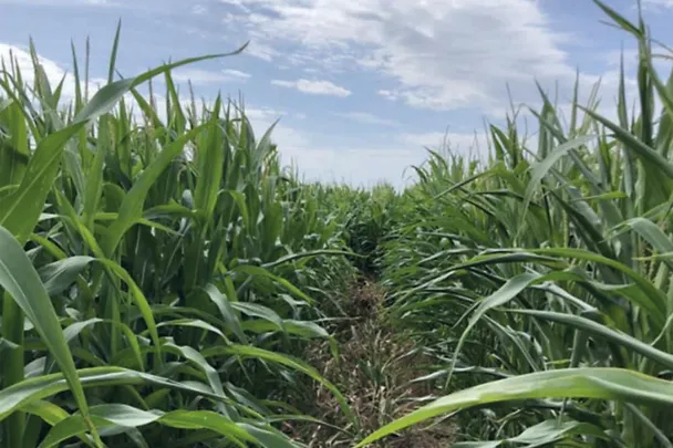 Maisfeld mit und ohne boncrop Maisfeld mit und ohne boncrop