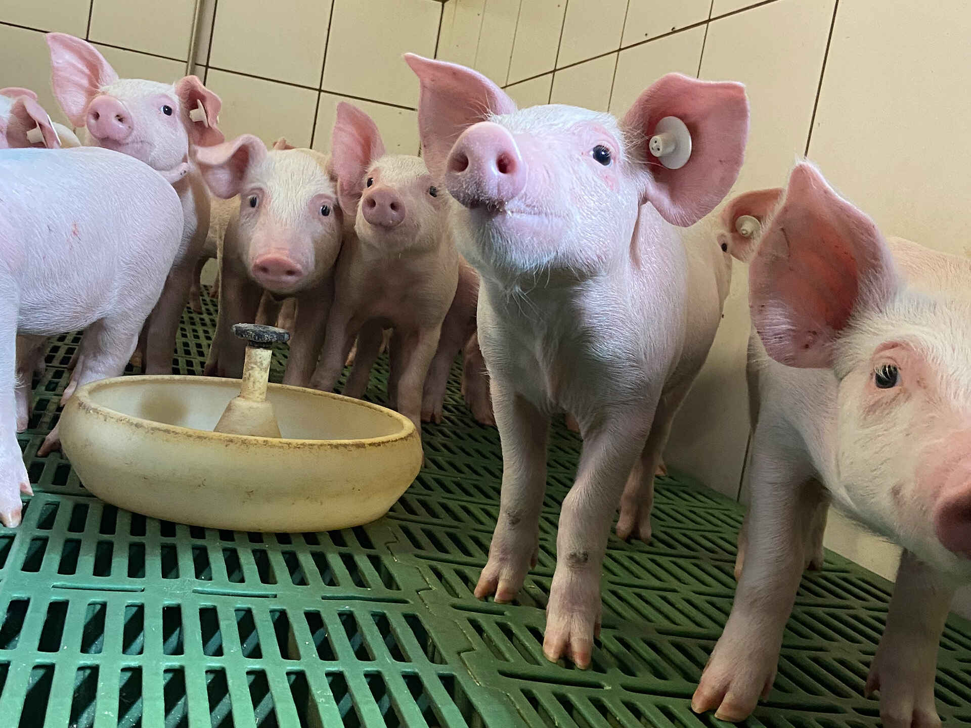 Ferkel im Stall Ferkel im Stall