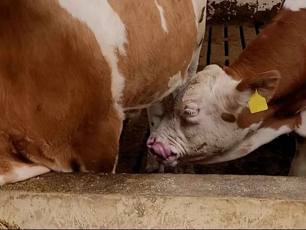 Bulle beim Harnsaufen