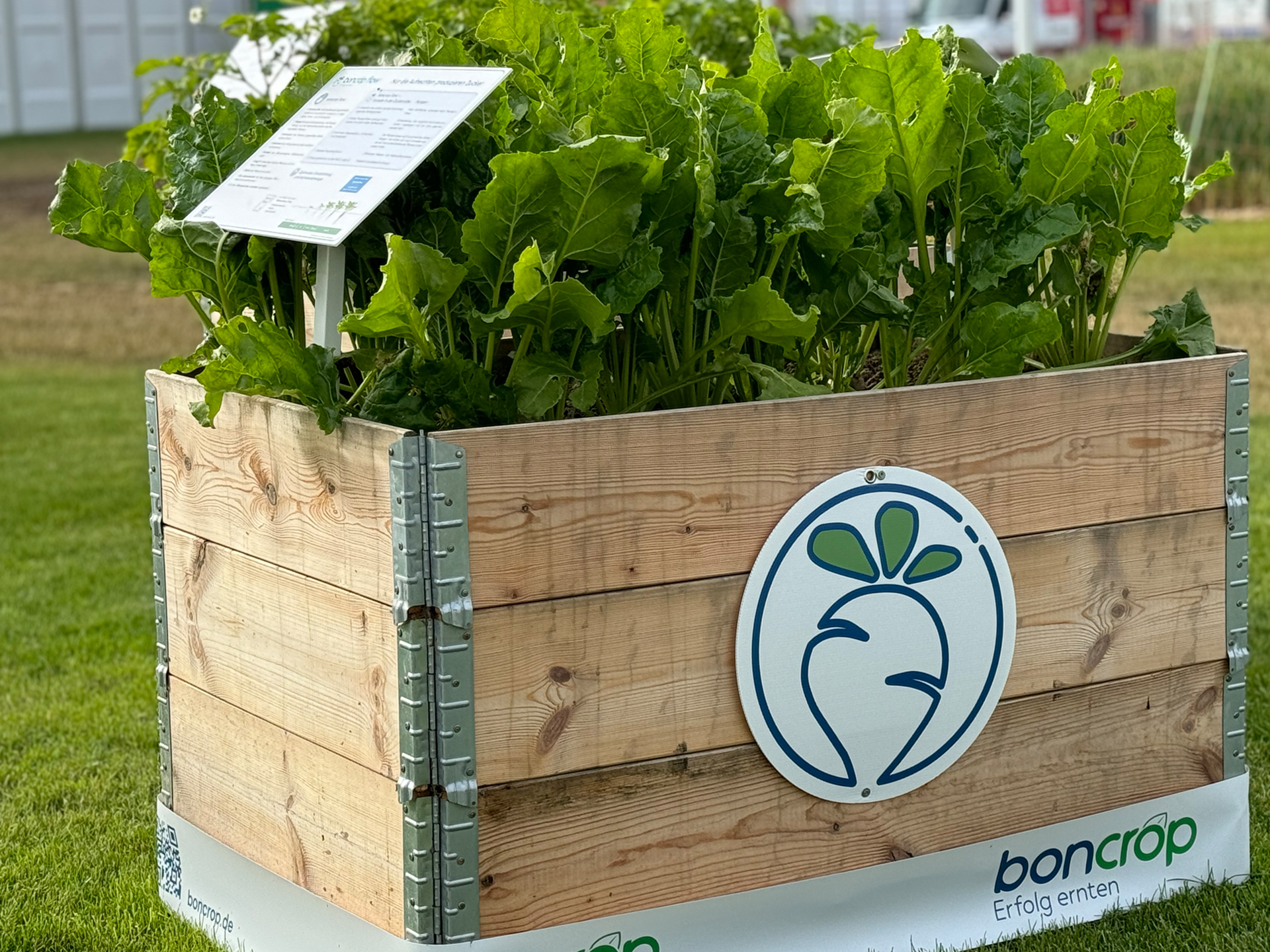 Hochbeet Zuckerrübe Hochbeet Zuckerrübe