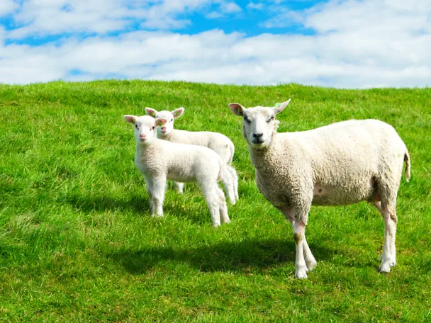 Mutterschaf mit zwei Lämmern auf der Weide
