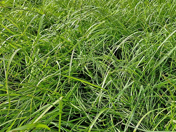 Gräsermischung GREENSTAR NACHSAAT