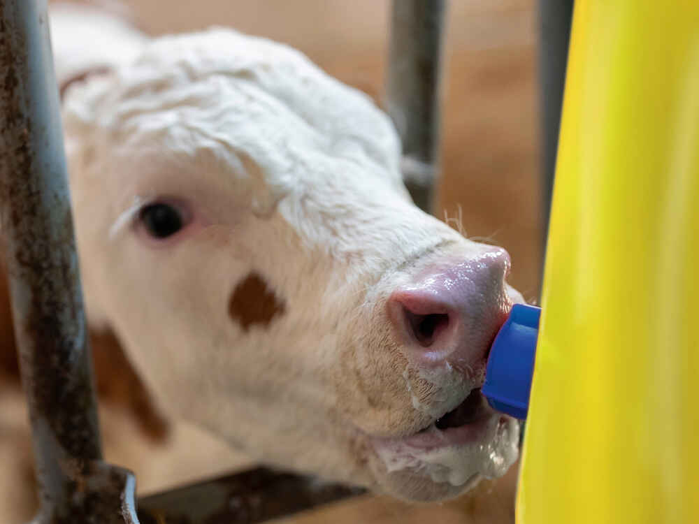 Die Eisenversorgung beim Kalb - Vollmilch alleine reicht oft nicht