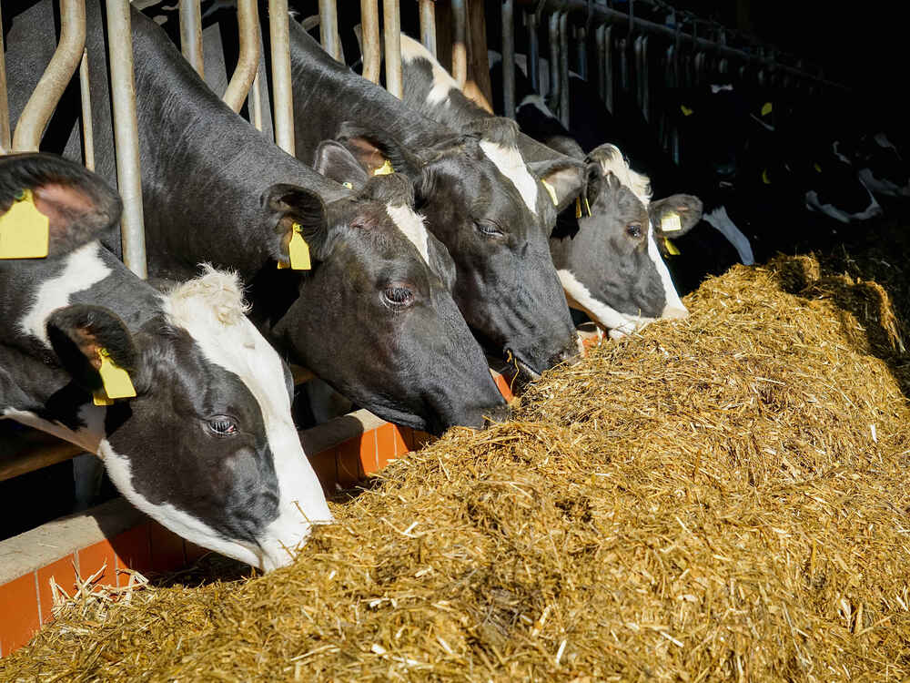 Hochwertige Proteinfuttermittel effizient nutzen und Futterkosten sparen