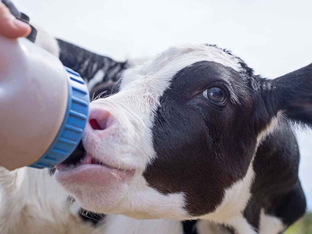 Kolostrum: Neue Ergebnisse zum Lebenselixier für Kälber