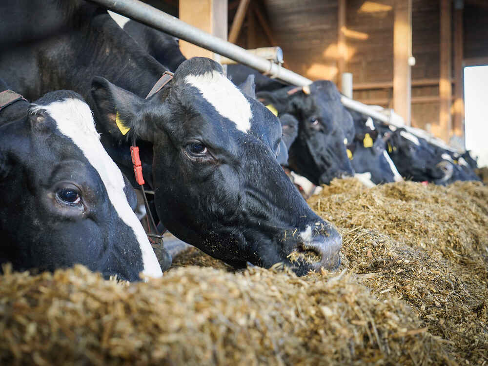 Versuch: RUMIVITAL verbessert Verdaulichkeit rohfaserreicher Grassilagen