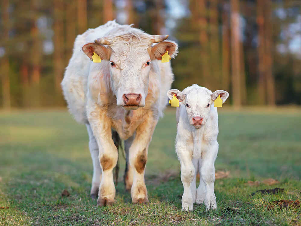 Gesunde und sichere Versorgung für Mutterkühe und ihre Kälber