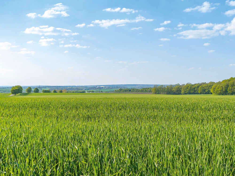 Zwischenfrüchte: Futterlücken schließen und Zukauffutter einsparen