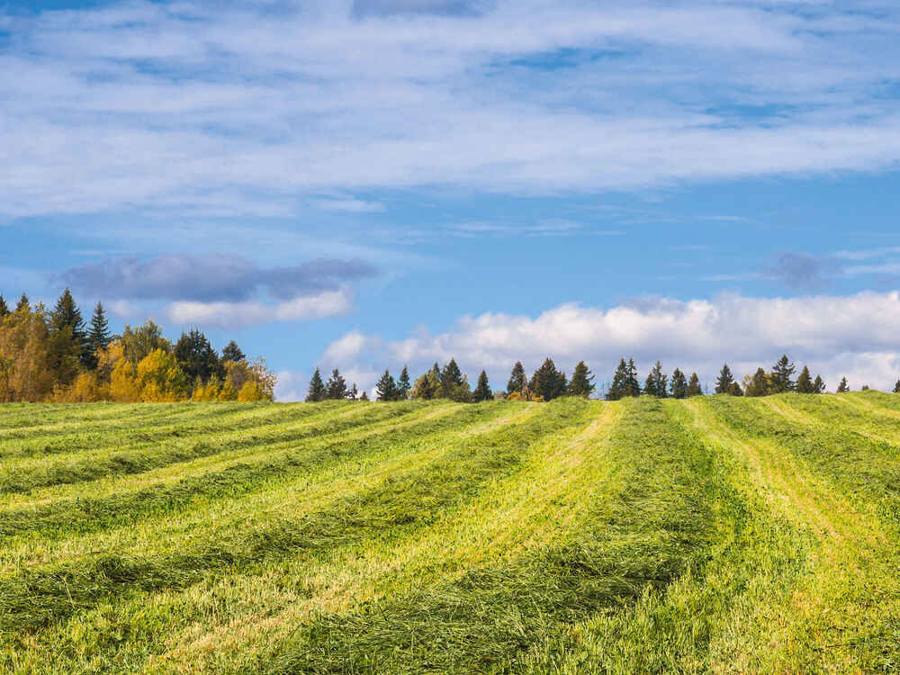 Mit hochwertigen Herbstsilagen Kraftfutter sparen