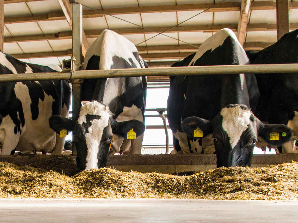 BONSILAGE FIT M für messbar mehr Kuhfitness und Stabilität