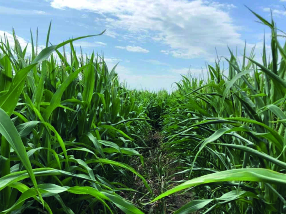 Maisfeld mit und ohne boncrop